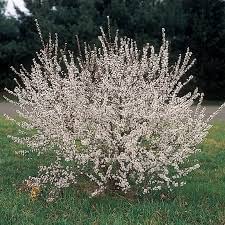 Votaniki Starter Plant Fruiting Red Nanking Cherry Trees Live Plants - Dwarf Cherry Tree Tart Cherry Fruit Tree Bush Cherry Plants Live Dwarf Fruit Trees - Live Fruit Plants Cherry For Planting #TOP3