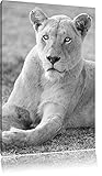 Brancard de pin belle lionne noir / blanc blanc sur toile, énorme XXL photos complètement encadrée avec civière, impression d\'art sur ??la photo murale avec cadre, moins cher que la peinture ou une peinture à l\'huile, pas une affiche ou une bannière