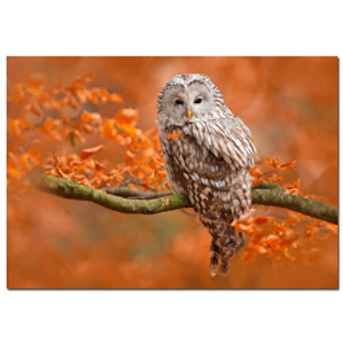 Peinture imprimer hibou moderne 60x80 cm, affiche art mural animaux et paysage de salon