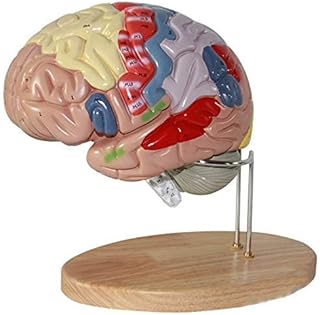 Anatomical Model Brain, Human Brain Model, Medical Anatomical Human Regional Brain Model with Color-Coded and Labeled Regions, Cerebral Cortex Nerve 4 Parts for Class Students, Teaching
