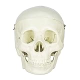 Halloween Budget Life-Size Human Skull - Fourth Quality (Item # CS204)