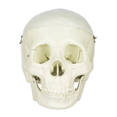Halloween Budget Life-Size Human Skull - Fourth Quality (Item # CS204)