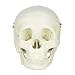 Halloween Budget Life-Size Human Skull - Fourth Quality (Item # CS204)
