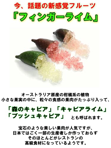 Amazon.co.jp: フィンガーライム苗 4.5号ポット接木苗 (グリーン
