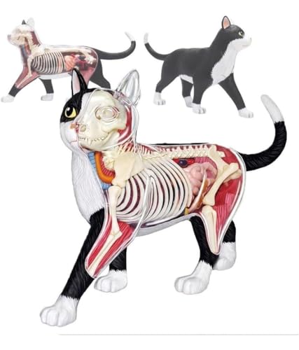 Modèle d'anatomie de chat 4D idéal pour les démonstrations en classe - 2