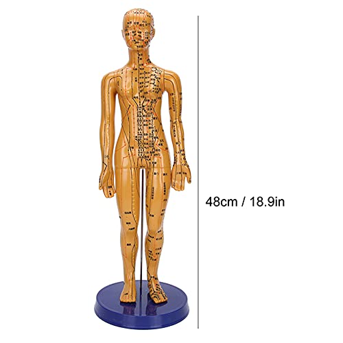 Human Body Acupuncture Model Meridians Acupuncture Model Copper Color Meridians Acupuncture Point Model for Acupuncturists, Massage Therapists(Female)