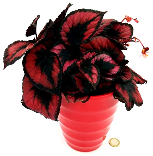 POWERS TO FLOWERS - BEGONIA REX RED ROBIN IN VASO CERAMICA ROSSO ALTO, pianta vera