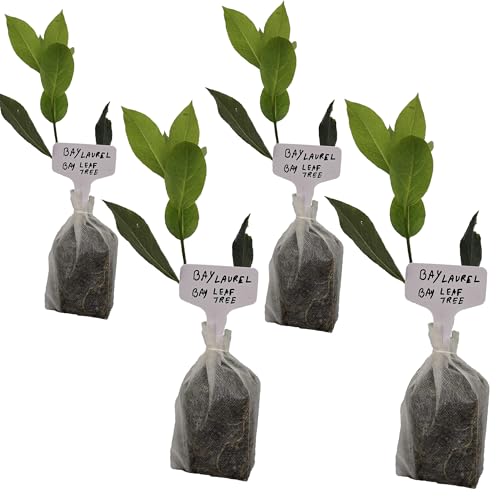 Mediterranean Bay Leaf, Bay Laurel Live Plant. Standard Variety - Laurus Nobilis. Live Plant. Fragrant, Fresh, Edible. Best for Ground Planting Outdoor. (4 Bay Laurel Plants in Sac)