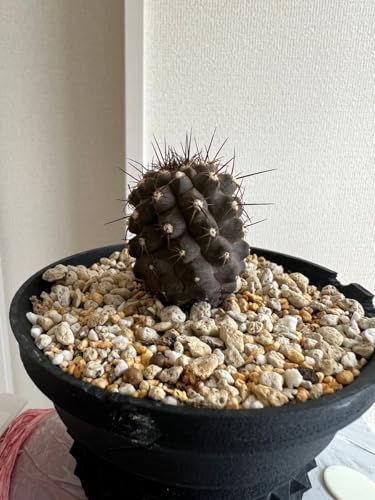 黒王丸」の人気商品一覧 | 安い商品を通販サイトから探す - 価格.com