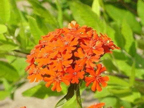 300 semillas de flor de calcedonica Lychnis Cruz de Jerusalén