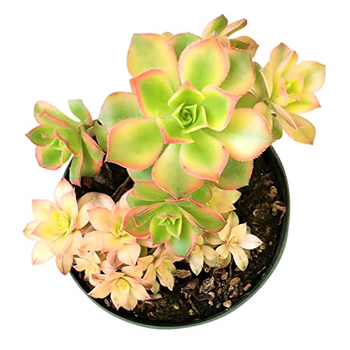 Aeonium Kiwi 4 Inch | Premium Colorful Collection Of Live Aeonium Succulent Plants | Healthy Rosettes Succulents Fully Rooted In 2/4/6 Inch Sizes | Mother's Day Gift Rare Varieties #TOP4