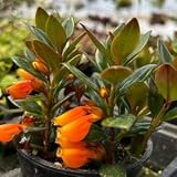 2-Pack Live Goldfish Plant, 6 Inch Pot, Indoor Flowering Houseplant, Orange, Fish Cute odd