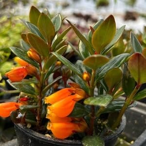 Two live goldfish plants in small pots