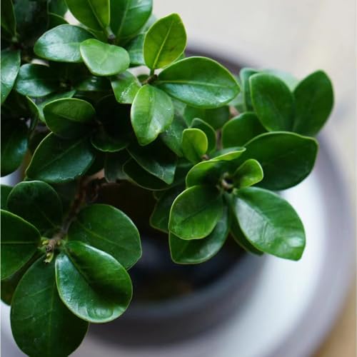 50 stuks ficus ginseng bonsaizaden, Echte bonsaiboom, cadeau voor tuinliefhebbers (Ficus microcarpa) bodembedekker, rotstuinplanten Bonsai, bodembedekkerzaden winterhard tuin, exotische - Afbeelding 6