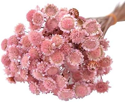 Amazon Florever フロールエバー マーガレットドライ 1束 約30g ピンク Fldr0005 860 プリザーブドフラワー オンライン通販