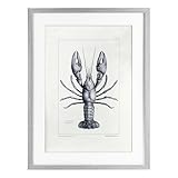 Stupell Industries Scientific Lobster Specimen Gray Framed Print Under Glass, design by Tina Higgins Designs Inc., 23 x 17
