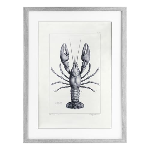Stupell Industries Scientific Lobster Specimen Gray Framed Print Under Glass, design by Tina Higgins Designs Inc., 23 x 17