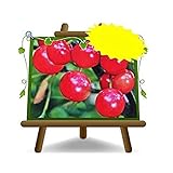 Cerezo ácido cerezo Visciola de Pagno en maceta 20 plantas frutales antiguo árbol máx. 170 cm - 2 años cultivo Italia