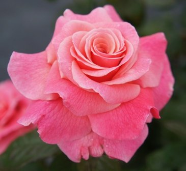 Apuldram Roses "TICKLED PINK" - Floribunda Bush rose (Bare Root)