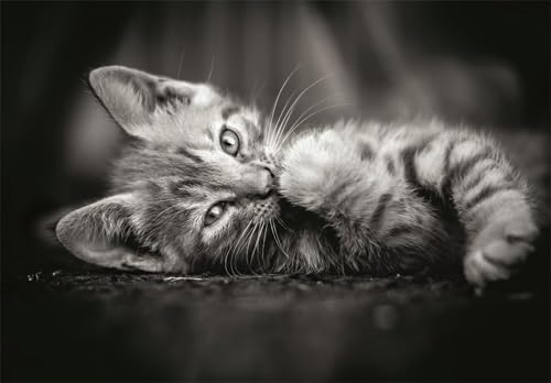 Puzzle Compact 1000 pièces : Chaton Clementoni Puzzles - vue 7