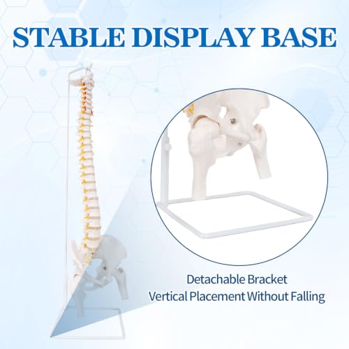 Image of Life Size Posable Skeleton for Anatomy, Human Skeleton Bones Full Size Skeleton Model PVC Anatomy Skeleton Model W /Rolling Stand for Study Display (34.6 inch Spine Model)