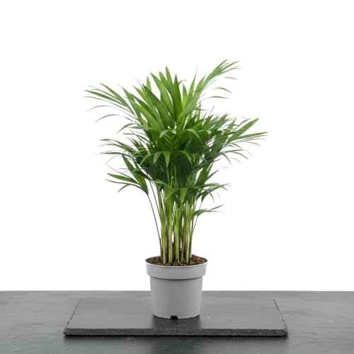 DECOALIVE | Palmera de Interior Dypsis Lutescens | 10 cm de Diámetro | Aproximadamente 35 cm | Planta para Oficina Planta Fácil de Cuidar