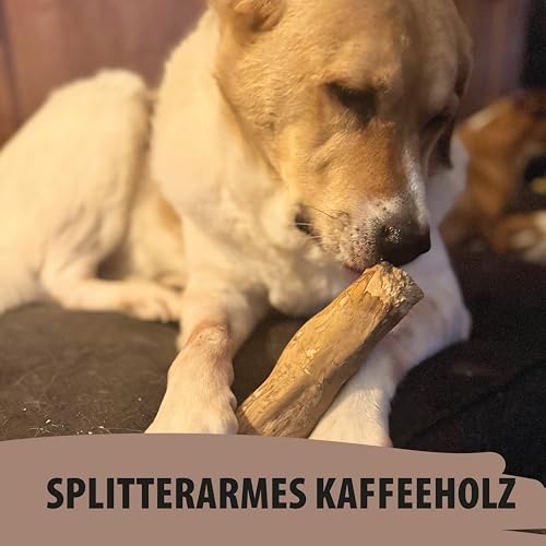 Kaffeeholz Kaustab für Hunde – 100 % natürlich & nachhaltig | Fördert Zahngesundheit & reduziert Zahnstein | Splitterarmes, langlebiges Kauspielzeug für kleine, mittlere & große Hunde (L)