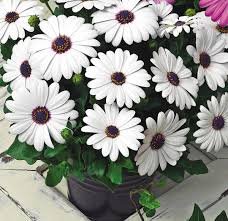 OSTEOSPERMUM ECKLONIS BIANCO CON OCCHIO BLU NR.25 SEMI MARGHERITONE