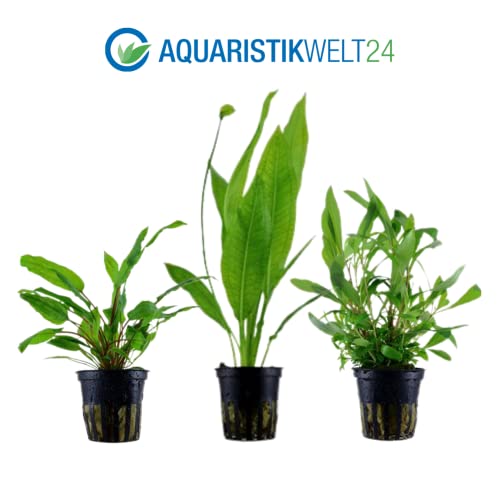AquaOne Aquarium Pflanzen I 5X Wasserpflanzen I Einsteiger Aquarienpflanzen I Ehinodorus Hygrophila Cryptocoryne Eleocharis Anubias I Set mit 5 Aquariumpflanzen - Image 4