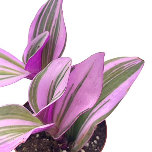 Pink Tradescantia Nanouk, Variegated Wandering Jew, Rare 2 Inch Tiny Mini Pixie Plant #TOP6