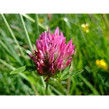Red Clover Seeds,100 Count COOL BEANS N SPROUTS Brand. Home Gardening.