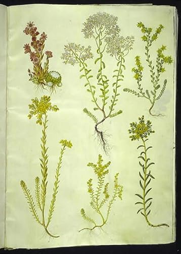 Vintage Paintings Artwork Sempervivum Sedum Poster