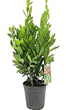 Echter Gewürzlorbeer - Laurus nobilis | Aromatisch, Pflegeleicht & Winterhart | Ideale Kräuterpflanze für Garten & Küche LK-Gartenwelt