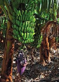 First Light's Original Fresh Green Organic Premium Grade A Matooke Banana, Guineo Verde. Watch Out For Other Knockoff Products, Make Sure It Is Shipped By First Light Before Ordering. The Fruit Is Harvested Green, You Can Then Carefully Peel It And Then Cook It; Often Mashed Or Pounded Into A Meal. (10 Count 5 Ib) #TOP5