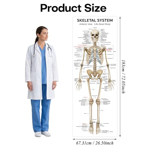 Image of Life Size Skeleton Bones Named Poster 72 x 27 Inch Human Skeleton Poster for Classroom or Lab and Medical Office Shipped Crease-Free Posters Wall Decor for Students Teachers and Doctors