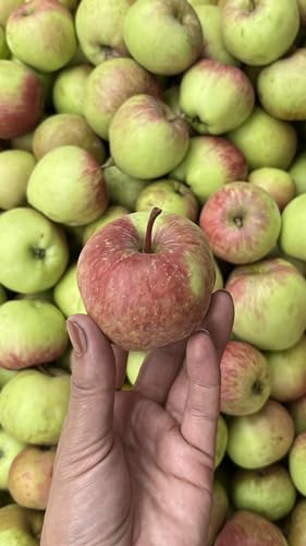 Image of Himalayan Haat Apple Cider Vinegar - Raw, Unfiltered with Mother | Organic Himalayan Apples | Detoxifying & Perfect for Salad Dressings & Pickles | 250ml