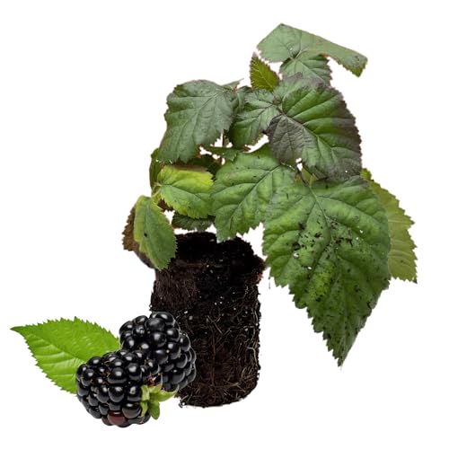 BlackBerry Plants, 'Chester' BlackBerry Plants - Thornless, More Winter Hardy and Productive Blackberries from Hand Picked Nursery (1)