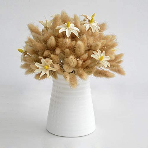 Amazon｜自然乾燥ラグラス オバタス 50-60個 乾燥バニーテール パンパ