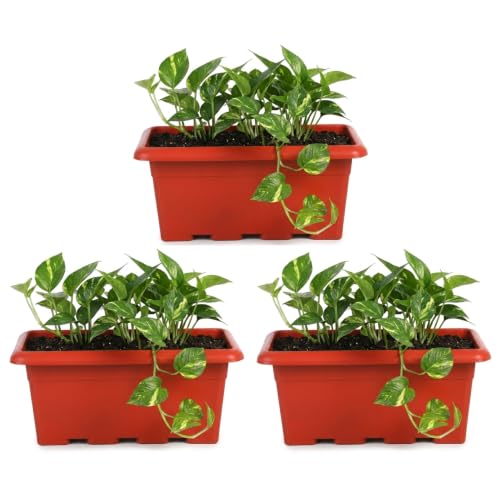 Image of Bonkaso 17 Inch Rectangular Planter, Set of 3|UV Resistant Plastic Flower Pot for Balcony Railing, Window Sill & Terrace Garden | Rectangular Indoor & Outdoor Plant Pot, Terra Red