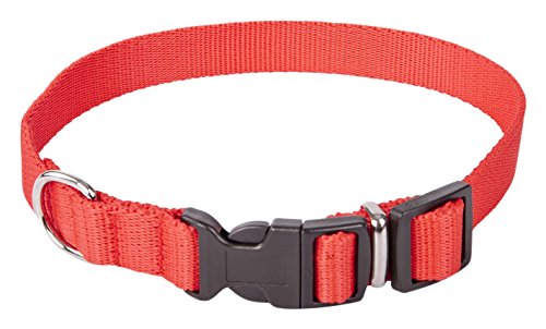Dingo, collare a nastro regolabile