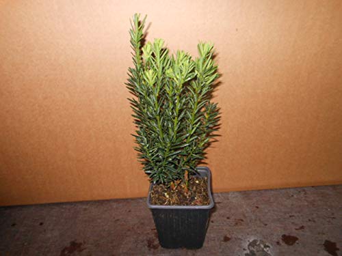 zebra kaktus Haworthia “Zebra Cactus” (Pearl Plant) — Finecity Landscape main image 0