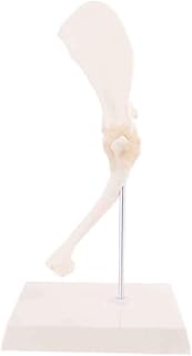 Canine Skeleton Model - Dog Canine Shoulder Joint Model - Teaching Study Tool - Animal Joint Anatomical Model - Veterinary Study Display Teaching Medical Model