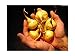 150 Fresh Maca Root Seeds Grown & Sold by The ABCs of Gardening