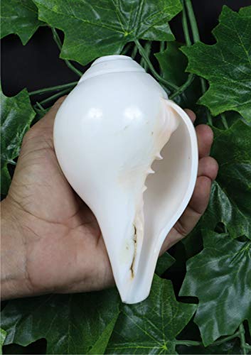 Ashirwad Genuine Blowing Shankh Vamavarti Dattatreya - Conch Shells - Puja Ritual - Plain Pooja Shankh - Shankhnaad (Shankh-15) #TOP3