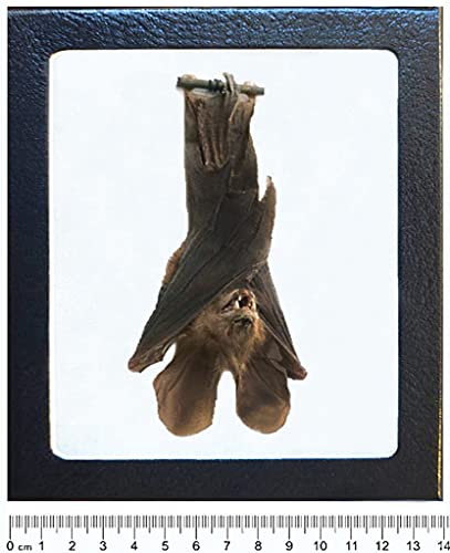 BicBugs Nycteris javanica Rabbit Ears Hanging bat Indonesia Framed