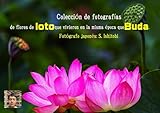  Colección de fotografías de flores de loto que vivieron en la misma época que Buda.: Fotografié un loto antiguo que ha estado floreciendo durante más de 2000 años desde la perspectiva de Buda.