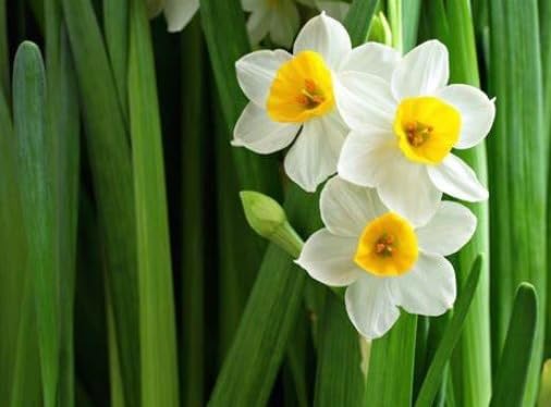 Image of Live Nargis Plant Pack of 1 | Nargis Flowering Plant for Home Garden | Indoor Outdoor Decorative Flower Plant for Balcony Terrace