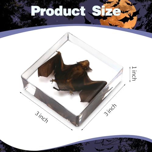Real Taxidermy Bat in Resin - Taxidermy Animals for Gothic Home Display, Oddities and Curiosities Gifts for Specimen Collector, Family or Friends (Bat)