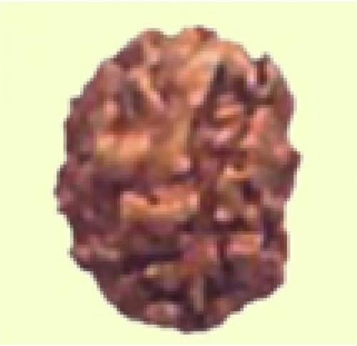 2 Mukhi Haridwar