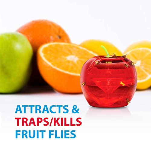 Fruit Fly Traps for Indoors by Raid 2 Lures + 2 Refills Effective